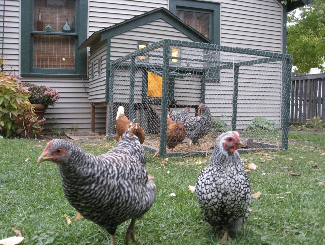 Why don't vegans eat backyard eggs?