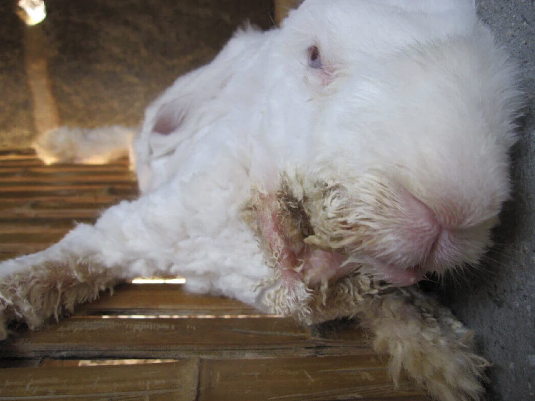 caged-rabbit-with-sores-from-abuse