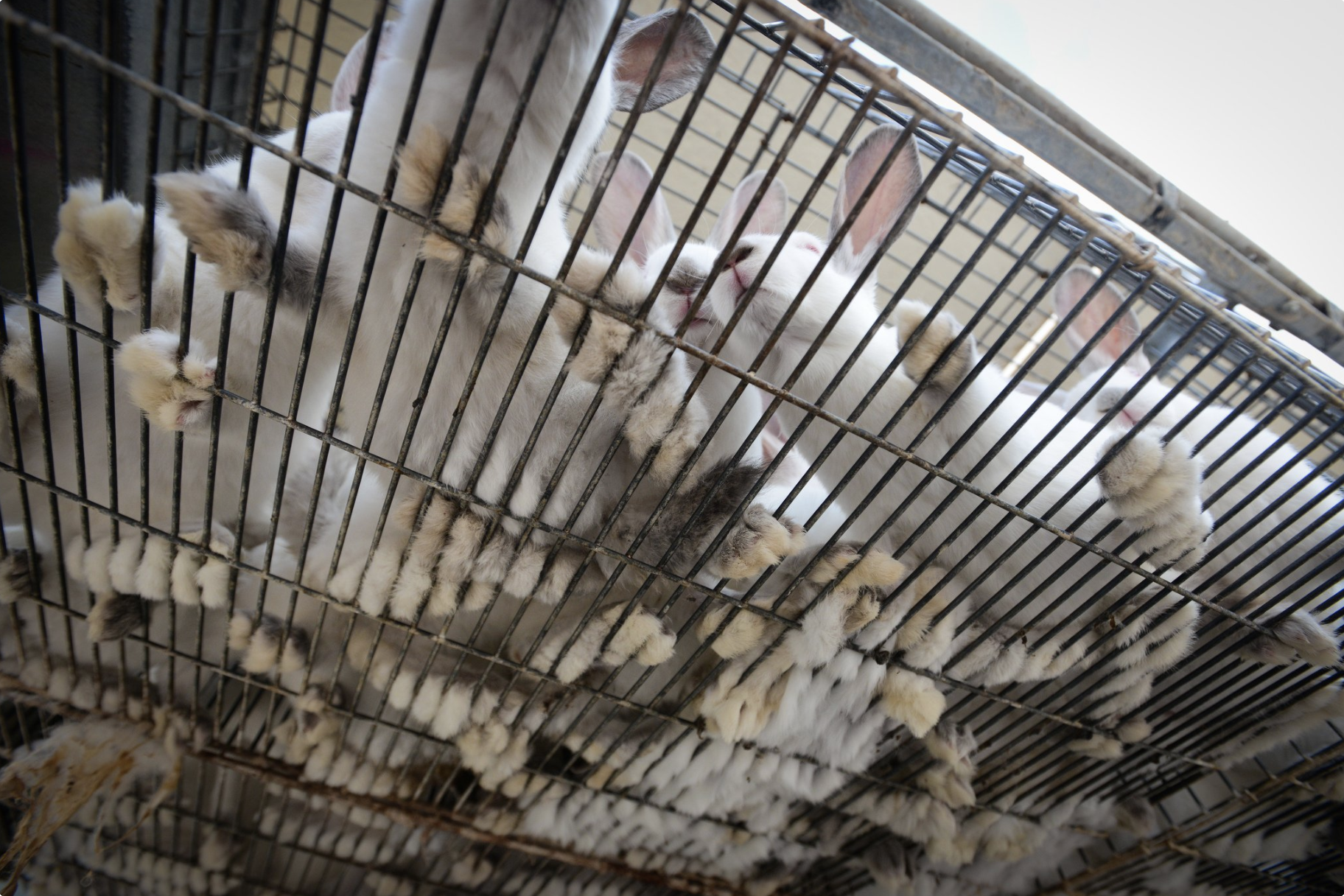 caged-rabbits-crowded-together-for-fur