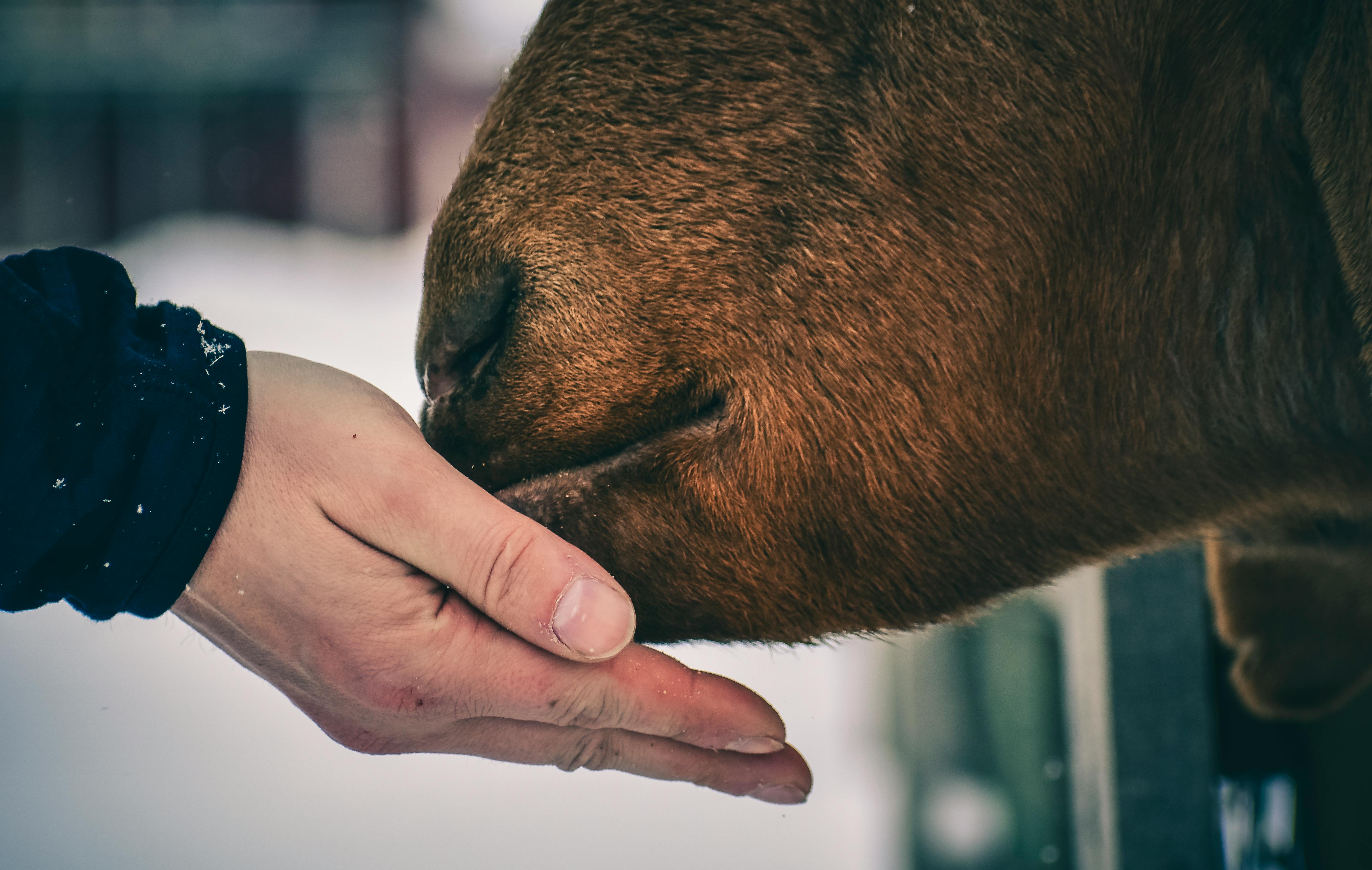 A human hand gently rests against the face of a cow