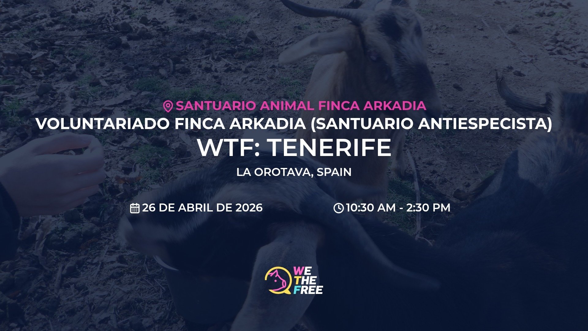 WTF: Tenerife